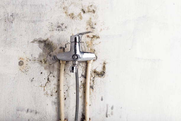 Best Mold Removal Company Near Me  in Morristown, TN