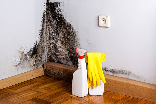 Best Mold Testing  in Morristown, TN