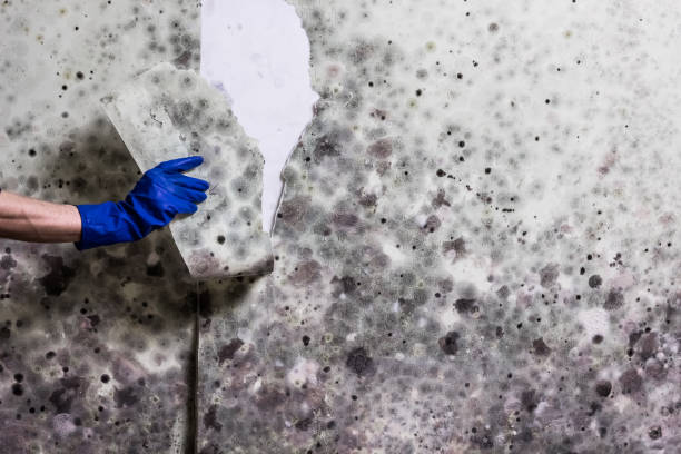 Best Mold Damage Repair  in Morristown, TN